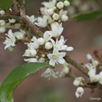 Glycosmis angustifolia Lindl. ex Wight & Arn.